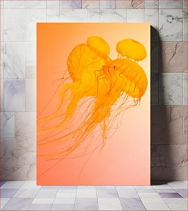 Πίνακας, Orange Jellyfish Πορτοκαλί μέδουσες