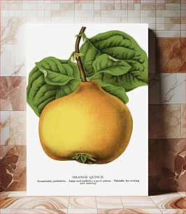 Πίνακας, Orange quince lithograph