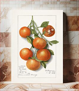 Πίνακας, Oranges (Calamondian) (1919) by Deborah Griscom Passmore