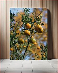 Πίνακας, Oranges on a Tree Πορτοκάλια σε ένα δέντρο