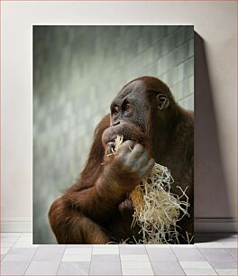 Πίνακας, Orangutan Eating Straw Ουρακοτάγκος τρώει άχυρο