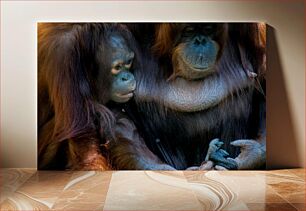 Πίνακας, Orangutan Family Οικογένεια Ουρακοτάγκων