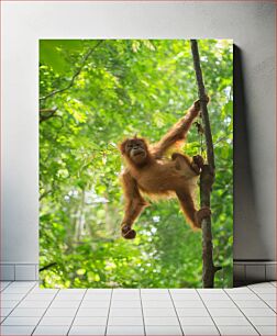 Πίνακας, Orangutan in the Trees Ουρακοτάγκος στα δέντρα