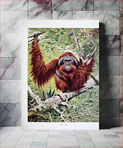 Πίνακας, Orangutan sitting on a tree branch looking directly at viewer (1916) by Richard Lydekker