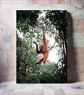 Πίνακας, Orangutan Swinging in Forest Ουρακοτάγκος που αιωρείται στο δάσος