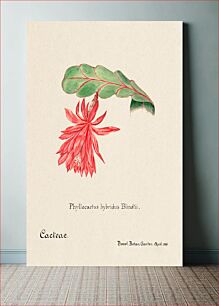 Πίνακας, Orchid cactus. Familie Der Cacteen (1893-1905)