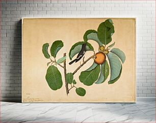Πίνακας, Oriental Magpie Robin with Katydid and Leaf Hopper on Monkey Jack Branch (1778) by Sheikh Zainuddin