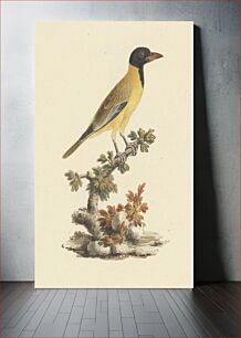 Πίνακας, Oriolus monacha (Black Headed Abyssinian Oriole) by Luigi Balugani