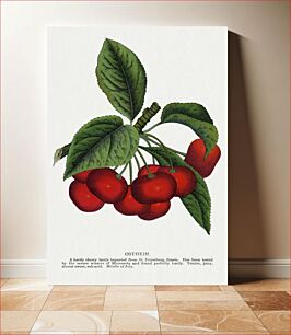 Πίνακας, Ostheim cherry lithograph