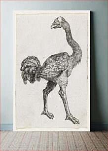 Πίνακας, Ostrich