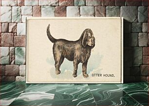 Πίνακας, Otter Hound, from the Dogs of the World series for Old Judge Cigarettes