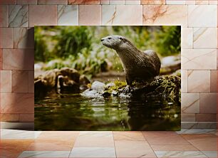 Πίνακας, Otter near water Βίδρα κοντά στο νερό
