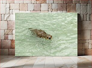 Πίνακας, Otter Swimming in Water Ενυδρίδα Κολύμπι στο Νερό