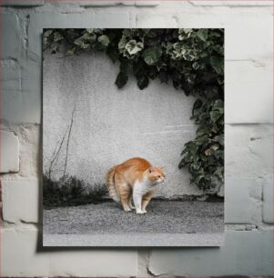 Πίνακας, Outdoor Garden Cat Υπαίθρια Γάτα Κήπου