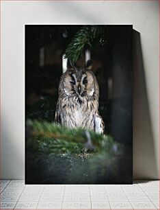 Πίνακας, Owl Among Pine Foliage Κουκουβάγια Ανάμεσα σε Φύλλωμα Πεύκου