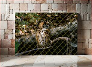 Πίνακας, Owl Behind Fence Κουκουβάγια Πίσω από Φράχτη