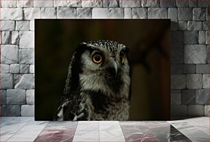 Πίνακας, Owl Close-Up Κοντινό πλάνο κουκουβάγιας
