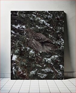 Πίνακας, Owl in a Snowy Pine Tree Κουκουβάγια σε ένα χιονισμένο πεύκο