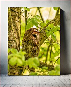Πίνακας, Owl in a Tree Κουκουβάγια σε ένα δέντρο