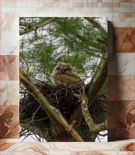 Πίνακας, Owl in Nest on Tree Κουκουβάγια στη φωλιά στο δέντρο