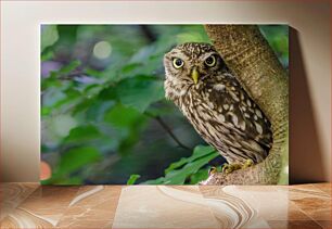 Πίνακας, Owl in the Forest Κουκουβάγια στο Δάσος