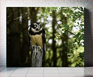 Πίνακας, Owl in the Forest Κουκουβάγια στο Δάσος