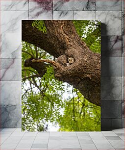 Πίνακας, Owl in Tree Hollow Κουκουβάγια στο Κοίλο Δέντρου