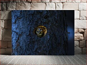 Πίνακας, Owl in Tree Hollow Κουκουβάγια στο Κοίλο Δέντρου
