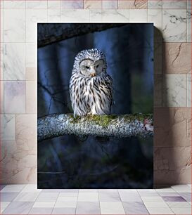 Πίνακας, Owl on a Branch Κουκουβάγια σε ένα κλαδί