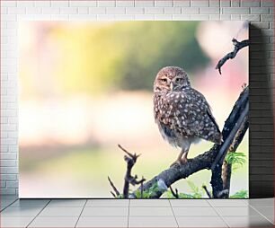 Πίνακας, Owl on a Branch Κουκουβάγια σε ένα κλαδί