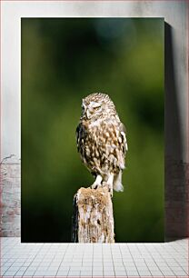 Πίνακας, Owl Perched on a Post Κουκουβάγια σκαρφαλωμένη σε στύλο