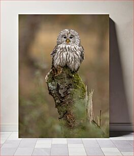 Πίνακας, Owl Perched on Tree Stump Κουκουβάγια σκαρφαλωμένη σε κούτσουρο δέντρου