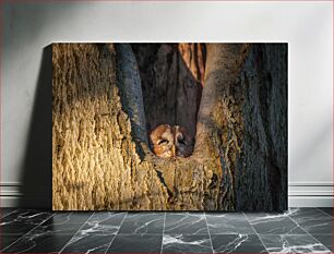 Πίνακας, Owl Resting in a Tree Κουκουβάγια που αναπαύεται σε ένα δέντρο