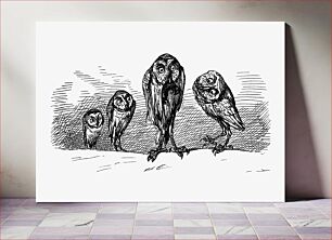Πίνακας, Owls from Griset's Grotesques (1867) published by Tom Hood
