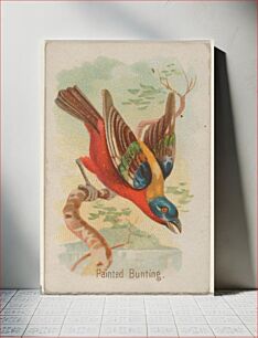 Πίνακας, Painted Bunting, from the Song Birds of the World series (N23) for Allen & Ginter Cigarettes, issued by Allen & Ginter