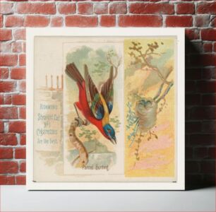 Πίνακας, Painted Bunting, from the Song Birds of the World series (N42) for Allen & Ginter Cigarettes, issued by Allen & Ginter