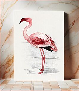 Πίνακας, Painting of Lesser Flamingo (Phoenicopterus minor) (1919) animal art by C. G. Finch-Davies
