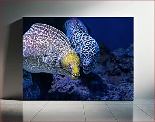Πίνακας, Pair of Eels Ζευγάρι Χελιών