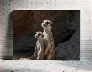 Πίνακας, Pair of Meerkats Ζευγάρι Meerkats