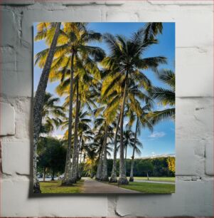 Πίνακας, Palm Tree Pathway Μονοπάτι Palm Tree