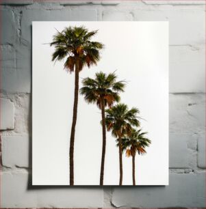 Πίνακας, Palm Trees Φοίνικες