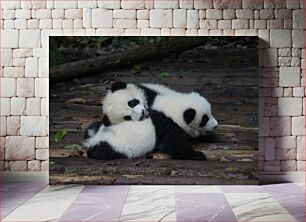 Πίνακας, Panda Cubs Panda Cubs