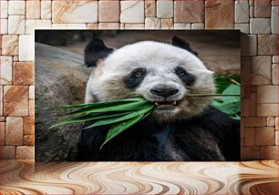 Πίνακας, Panda Eating Bamboo Panda Τρώει Μπαμπού