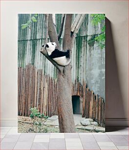 Πίνακας, Panda Relaxing in Tree Panda που χαλαρώνει στο δέντρο