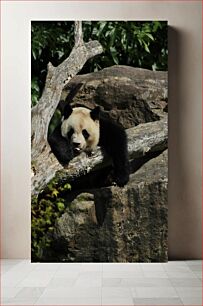 Πίνακας, Panda Resting on Rocks Panda που στηρίζεται σε βράχους