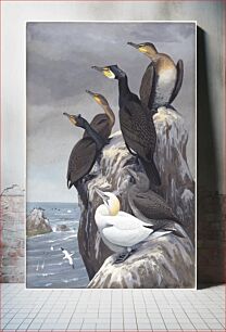 Πίνακας, Panel 10: Cormorant, Double-crested Cormorant, Gannet by Louis Agassiz Fuertes