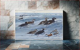 Πίνακας, Panel 18: American Scoter, White-winged Scoter, Surf Scoter, Ruddy Duck by Louis Agassiz Fuertes