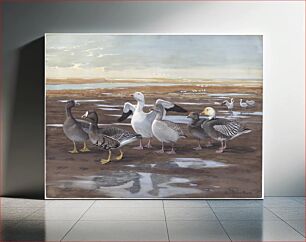 Πίνακας, Panel 19: White-fronted Goose, Greater Snow Goose, Blue Goose by Louis Agassiz Fuertes