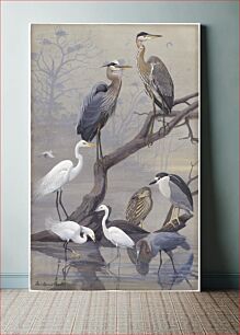 Πίνακας, Panel 22: Great Blue Heron, American Egret, Black-crowned Night Heron, Snowy Egret, Little Blue Heron by Louis Agassiz Fuertes