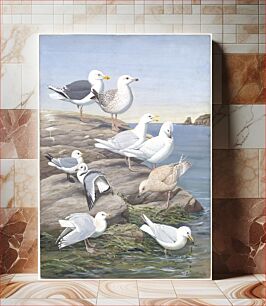 Πίνακας, Panel 5: Great Black-backed Gull, Glaucous Gull, Kittiwake, Kumlien's Gull, Iceland Gull by Louis Agassiz Fuertes